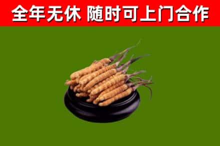 喀喇沁县回收散虫草