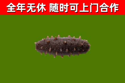 喀喇沁县回收海参干
